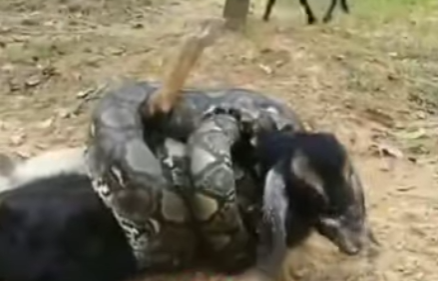 Heroic Rescue! Goat Saved from Python Attack