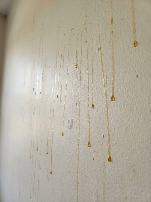 THE TERRIFYING REASON YELLOW SLIME IS OOZING DOWN YOUR BATHROOM WALLS AND WHY YOU NEED TO ACT IMMEDIATELY BEFORE IT DESTROYS YOUR HOME